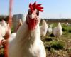 No hay señales de que la gripe aviar H5N1 se esté propagando entre humanos, dice el jefe de la OMS