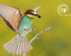 Día de las Aves Migratorias: la importancia de los insectos