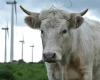 ¿Impactos de los campos electromagnéticos en el ganado? Un estudio intenta ver las cosas con más claridad