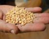 La soja cae mientras que el maíz y el trigo avanzan antes del informe de oferta y demanda del USDA