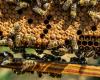 Un nido de abejas en un carrito de compras provoca pánico en Lidl, los apicultores intervienen