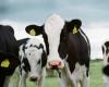 La gripe H5N1 afecta a las vacas lecheras en los Estados Unidos. ¿Deberíamos preocuparnos?