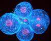 El primer cambio de forma del embrión humano se debe a la contracción de sus células
