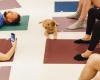 [ANIMAUX] “Puppy yoga”: cuando el delirio de los citadinos prima sobre el bienestar animal