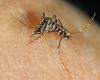 Grenoble. El mosquito tigre por todas partes en Isère: 238 municipios colonizados