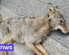 Un lobo callejero muere en un accidente de tráfico en la provincia de Amberes