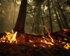 Incendio forestal | Miles de personas obligadas a evacuar en B.C.