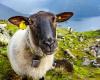 Para salvar su escuela, inscriben a cuatro ovejas en la Educación Nacional