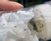 Ardèche: cientos de insectos liberados para luchar contra la Drosophila Suzukii, esta mosca que asola las cerezas