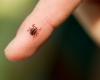 Mantener alejadas las garrapatas para protegerse contra la enfermedad de Lyme