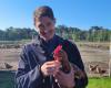 Se organiza una venta gigantesca de 1.600 gallinas ponedoras jubiladas en Saint-Aubin-de-Médoc