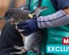 Dentro del hospital de aves marinas en misión urgente para salvar a los pingüinos africanos de la extinción – World News