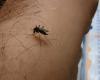 La ciudad de Dijon organiza cinco encuentros públicos de prevención contra el mosquito tigre