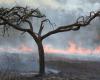 Exposición al humo de los incendios forestales: ¿Cuáles son los efectos sobre la salud?