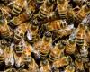 “Todo el mundo ha sido picado varias veces”: camión que transportaba 15 millones de abejas vuelca en la carretera
