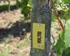Las 10 variedades de uva con las que los vinos de Anjou-Saumur quieren experimentar de cara al futuro