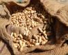 ¿Debería Senegal dejar de exportar maní? – CommodÁfrica
