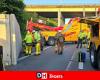 El intercambiador de Loncin reabrió sus puertas tras el accidente de un camión que transportaba ganado: seis animales fueron sacrificados