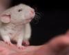¿Cuál es esta historia sobre una molécula que ayuda a proteger a los ratones de las enfermedades?