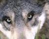 Lozère. Un cazador mata a un joven lobo que se disponía a atacar a unas ovejas