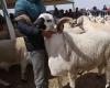 En Marruecos, la carne por kilo sustituye al cordero del Eid