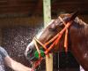 Un violento incendio provoca la muerte de 70 caballos en una yeguada de Calvados