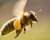 Las abejas suizas serán tratadas como ganado