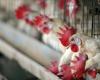 Suiza y Europa se anticipan a una posible pandemia de gripe aviar comprando vacunas – rts.ch