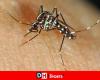 Informe de un mosquito tigre en el parque Séroule de Verviers