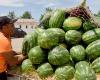 Repercusiones económicas en la producción marroquí de melones y sandías
