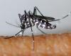 El Instituto Pasteur advierte contra la transmisión de virus por mosquitos tigre durante los Juegos Olímpicos