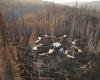Drones como refuerzo para reforestar un bosque quemado en Quebec
