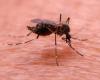 Se registra un aumento de los casos de dengue en Luxemburgo