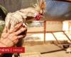 ¿Deberíamos preocuparnos por una pandemia de gripe aviar?