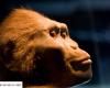 Lucy, ¿sin pelo? Lo que el Australopithecus de 3,2 millones de años revela sobre la desnudez