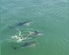 VIDEO. La Rochelle: tres jóvenes delfines se han instalado en el Puerto Viejo y parecen querer quedarse allí