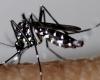 Mosquito tigre: Trentemoult bajo control
