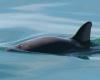 El Consejo del T-MEC investigará la falta de protección de México a la vaquita marina