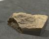 Una “Pompeya” marina de hace 515 millones de años descubierta por investigadores de Poitiers en un estado de conservación nunca antes observado