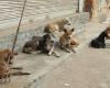 Movilización de 15 millones de DH para proteger a los perros callejeros