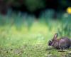 El primer parque de conejos de Francia se abrirá en Rouen.