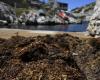 En Marsella, un alga japonesa invasora inunda la costa