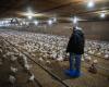 La gripe aviar ha dejado secuelas en los productores de Quebec