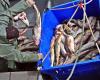 Bacalao: pescadores costeros de NL Quieren que se restablezca la moratoria