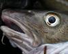 Países Bajos: los pescadores se oponen a la reapertura de la pesca del bacalao