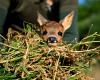 En el campo belga, misión matutina para “salvar a Bambi”