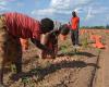 Agua y agricultura: USAID compromete 66,8 millones de dólares para la resiliencia climática en Zambia