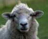 Información del recorrido | Insólito: ovejas de Touraine entrenadas para someterse a resonancias magnéticas