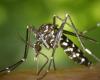 Salud. Operación de control de mosquitos tras un caso de dengue en Estrasburgo y Ostwald