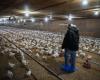 Gripe aviar: trauma entre los productores